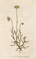 �����ꥢ�ࡦ���������Ȥ��ΰ�² �֥ܥ��˥��롦�ޥ������ 1787ǯ�� No.33