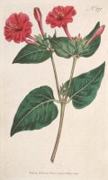 �����ꥢ�ࡦ���������Ȥ��ΰ�² �֥ܥ��˥��롦�ޥ������ 1787ǯ�� No.371