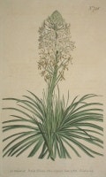 �����ꥢ�ࡦ���������Ȥ��ΰ�² �֥ܥ��˥��롦�ޥ������ 1787ǯ�� No.748