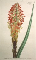 �����ꥢ�ࡦ���������Ȥ��ΰ�² �֥ܥ��˥��롦�ޥ������ 1787ǯ�� No.758