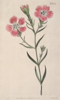 �����ꥢ�ࡦ���������Ȥ��ΰ�² �֥ܥ��˥��롦�ޥ������ 1787ǯ�� No.1162