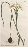 �����ꥢ�ࡦ���������Ȥ��ΰ�² �֥ܥ��˥��롦�ޥ������ 1787ǯ�� No.1276