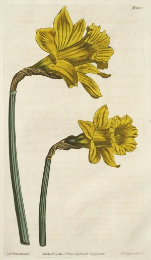 ウィリアム・カーチスとその一族 「ボタニカル・マガジン」 1787年