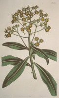 �����ꥢ�ࡦ���������Ȥ��ΰ�² �֥ܥ��˥��롦�ޥ������ 1787ǯ�� No.1305