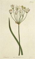 �����ꥢ�ࡦ���������Ȥ��ΰ�² �֥ܥ��˥��롦�ޥ������ 1787ǯ�� No.1524