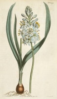 �����ꥢ�ࡦ���������Ȥ��ΰ�² �֥ܥ��˥��롦�ޥ������ 1787ǯ�� No.1574