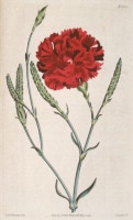 �����ꥢ�ࡦ���������Ȥ��ΰ�² �֥ܥ��˥��롦�ޥ������ 1787ǯ�� No.1622