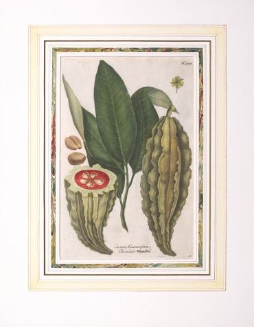 ヨハン・ヴィルヘルム・ヴァインマン 「薬用植物図譜」 1737年－45年