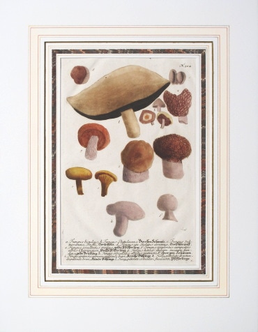 ヨハン・ヴィルヘルム・ヴァインマン 「薬用植物図譜」 1737年－45年