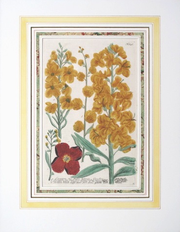 ヨハン・ヴィルヘルム・ヴァインマン 「薬用植物図譜」 1737年－45年