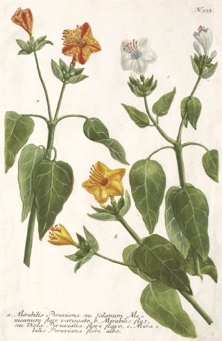 ヨハン・ヴィルヘルム・ヴァインマン 「薬用植物図譜」 1737年－45年