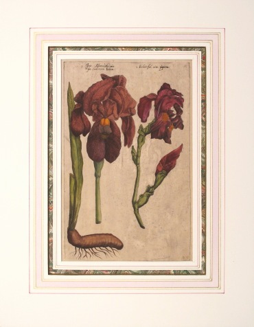 エマニュエル・スウェールト 「紅毛花譜」 1631年版 No.A39 | 古版画