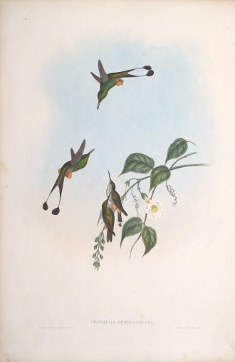 ジョン・グールド 「ハチドリ科の鳥類」 1861年 No.349