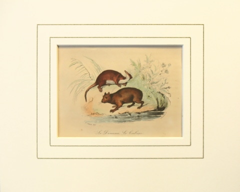 ����른�塦�륤���륯�졼�롦�ӥ�ե������ �֥ӥ�ե�����ʪ��� �ե롼����� 1853ǯ��55ǯ No.66