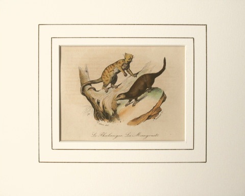 ジョルジュ・ルイ・ルクレール・ビュフォン伯爵 「ビュフォン博物誌」 フルーランス版 1853年−55年 No.218