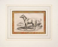 �����ꥢ�ࡦ���㡼�ǥ��� �֥ʥ����ꥹ���ѽ�� ������ 1833ǯ��43ǯ No.H4