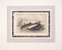 �����ꥢ�ࡦ���㡼�ǥ��� �֥ʥ����ꥹ���ѽ�� �����顦���륫�� 1833ǯ��43ǯ No.W19