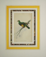 �����ꥢ�ࡦ���㡼�ǥ��� �֥ʥ����ꥹ���ѽ�� �ϥ��� 1833ǯ��43ǯ No.OP3