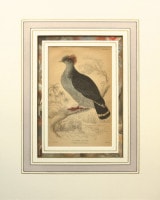 �����ꥢ�ࡦ���㡼�ǥ��� �֥ʥ����ꥹ���ѽ�� �ϥ��� 1833ǯ��43ǯ No.NP10