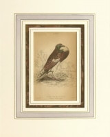 �����ꥢ�ࡦ���㡼�ǥ��� �֥ʥ����ꥹ���ѽ�� �ϥ��� 1833ǯ��43ǯ No.NP15