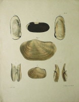 ���ɥ��ɡ�A���������� �ֿ����ޥ륯���������� 1827ǯ No.3