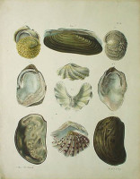 ���ɥ��ɡ�A���������� �ֿ����ޥ륯���������� 1827ǯ No.10