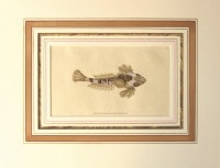 ���ɥ�ɡ��ɥΥ����� �ֱѹ񻺵����� 1802ǯ��08ǯ No.84