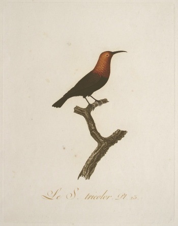 ジャン・バプティスト・オードベール 「黄金の鳥」 1802年 No.23 | 古