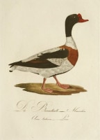 �⡼��åġ��Х륿�����롦�ܥ륯�ϥ����� �֥ɥ���Ļ��ء� 1800ǯ��17ǯ No.39