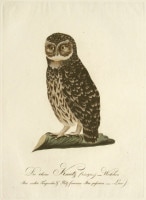 �⡼��åġ��Х륿�����롦�ܥ륯�ϥ����� �֥ɥ���Ļ��ء� 1800ǯ��17ǯ No.187