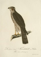 �⡼��åġ��Х륿�����롦�ܥ륯�ϥ����� �֥ɥ���Ļ��ء� 1800ǯ��17ǯ No.196