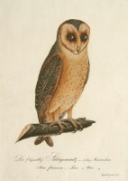 �⡼��åġ��Х륿�����롦�ܥ륯�ϥ����� �֥ɥ���Ļ��ء� 1800ǯ��17ǯ No.206