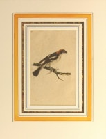 ���ɥ�ɡ��ɥΥ����� �ֱѹ�Ļ���� 1794ǯ��1819ǯ No.84