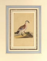 ���ɥ�ɡ��ɥΥ����� �ֱѹ�Ļ���� 1794ǯ��1819ǯ No.218