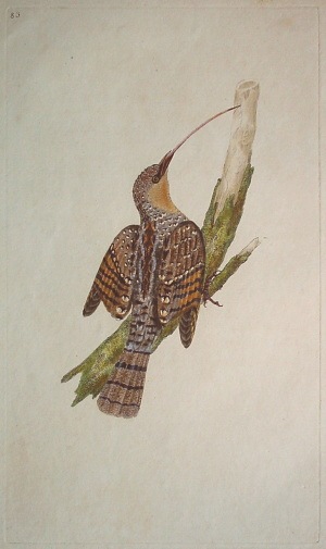 エドワード・ドノヴァン 「英国鳥類誌」 1794年－1819年 No.83 | 古