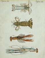 �ե꡼�ɥ�ҡ���ϥ󡦥楹�ƥ��󡦥٥�ȥ����� �־�ǯɴ�ʿ޴ա� ������ 1792ǯ��1830ǯ No.IS19