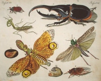 �ե꡼�ɥ�ҡ���ϥ󡦥楹�ƥ��󡦥٥�ȥ����� �־�ǯɴ�ʿ޴ա� ������ 1792ǯ��1830ǯ No.IS6