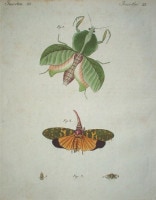 �ե꡼�ɥ�ҡ���ϥ󡦥楹�ƥ��󡦥٥�ȥ����� �־�ǯɴ�ʿ޴ա� ������ 1792ǯ��1830ǯ No.IS20