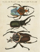 �ե꡼�ɥ�ҡ���ϥ󡦥楹�ƥ��󡦥٥�ȥ����� �־�ǯɴ�ʿ޴ա� ������ 1792ǯ��1830ǯ No.IS58