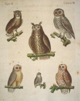 �ե꡼�ɥ�ҡ���ϥ󡦥楹�ƥ��󡦥٥�ȥ����� �־�ǯɴ�ʿ޴ա� Ļ�� 1792ǯ��1830ǯ No.OS9