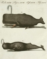 �ե꡼�ɥ�ҡ���ϥ󡦥楹�ƥ��󡦥٥�ȥ����� �־�ǯɴ�ʿ޴ա� ���� 1792ǯ��1830ǯ No.PS38