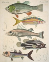 �ե꡼�ɥ�ҡ���ϥ󡦥楹�ƥ��󡦥٥�ȥ����� �־�ǯɴ�ʿ޴ա� ���� 1792ǯ��1830ǯ No.PS72