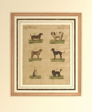 フリードリヒ・ヨハン・ユスティン・ベルトゥーフ 「少年百科図鑑」 四足獣編 1792年-1830年 No.QP62 古版画,博物画,ベル