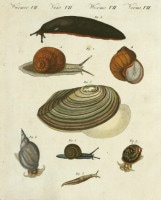 �ե꡼�ɥ�ҡ���ϥ󡦥楹�ƥ��󡦥٥�ȥ����� �־�ǯɴ�ʿ޴ա� ���� 1792ǯ��1830ǯ No.VR7