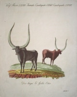 �ե꡼�ɥ�ҡ���ϥ󡦥楹�ƥ��󡦥٥�ȥ����� �־�ǯɴ�ʿ޴ա� ��­���� 1792ǯ��1830ǯ No.QP82