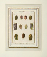 ����󡦥��硼�ࡦ�֥�奮������ �ּ�����ɴ���ηϿ���� ������ 1789ǯ No.364