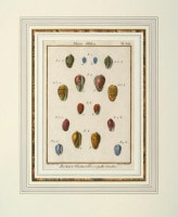 ����󡦥��硼�ࡦ�֥�奮������ �ּ�����ɴ���ηϿ���� ������ 1789ǯ No.376