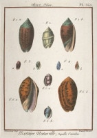 ����󡦥��硼�ࡦ�֥�奮������ �ּ�����ɴ���ηϿ���� ������ 1789ǯ No.363