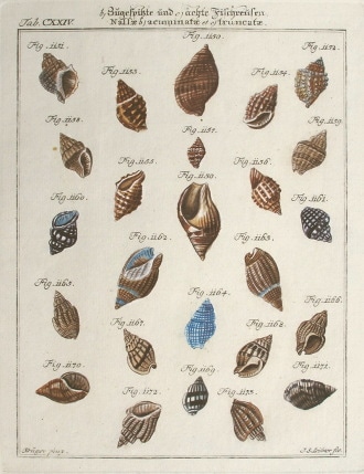 �ե꡼�ɥ�ҡ��ϥ����åҡ�������إ�ࡦ�ޥ�ƥ��� �ֿ�ʬ�೭��ɸ�ܡ� 1769ǯ��95ǯ No.124