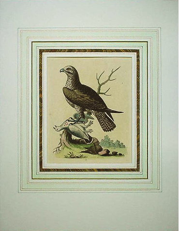 ���硼�������ɥ�� ������Ļ���� 1743ǯ��51ǯ No.53